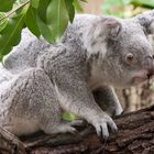 Ein Koala ganz aufmerksam