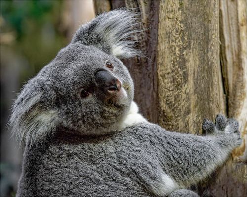 Ein Koala mit offenen Augen, so wie es sein soll und er nur ganz selten anzutreffen ist.