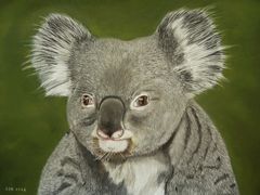 Ein Koala - mit Pastellkreidestiften gemalt