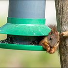 Ein Kobold im Vogelhaus