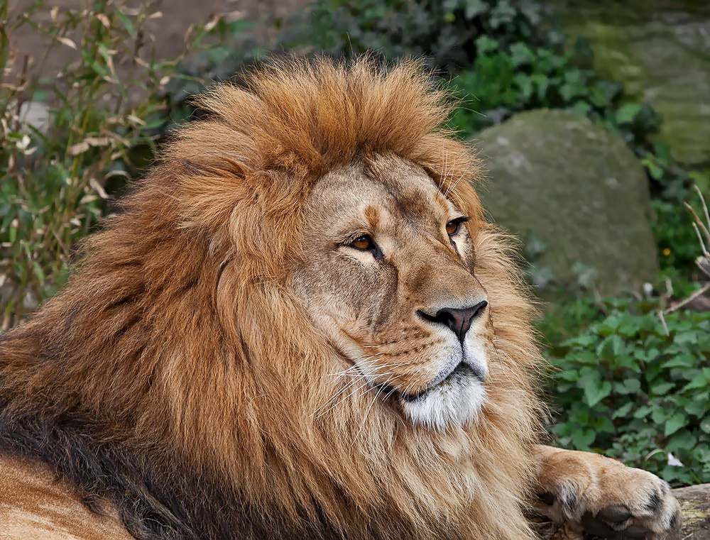 Ein König