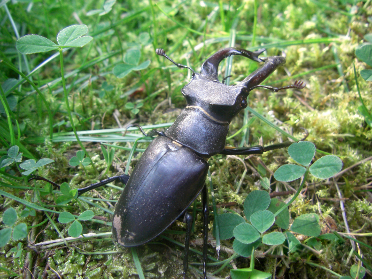 ein König der Käfer