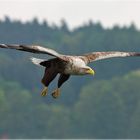 Ein König der Lüfte und des Wassers