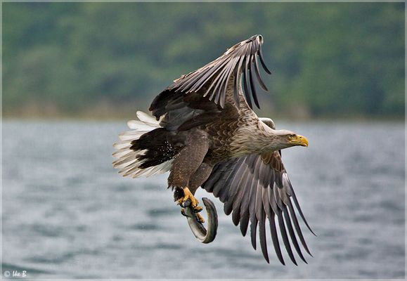 Ein König der Lüfte und des Wassers - III