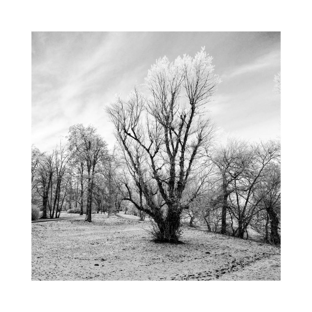 Ein König, eine Königin, von Baum - dazu dieses Wetter, kalt ... und ein Traum!