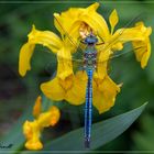 Ein König in meinem Garten