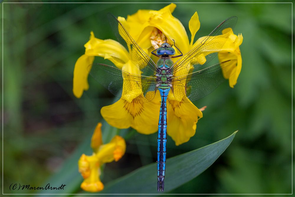 Ein König in meinem Garten