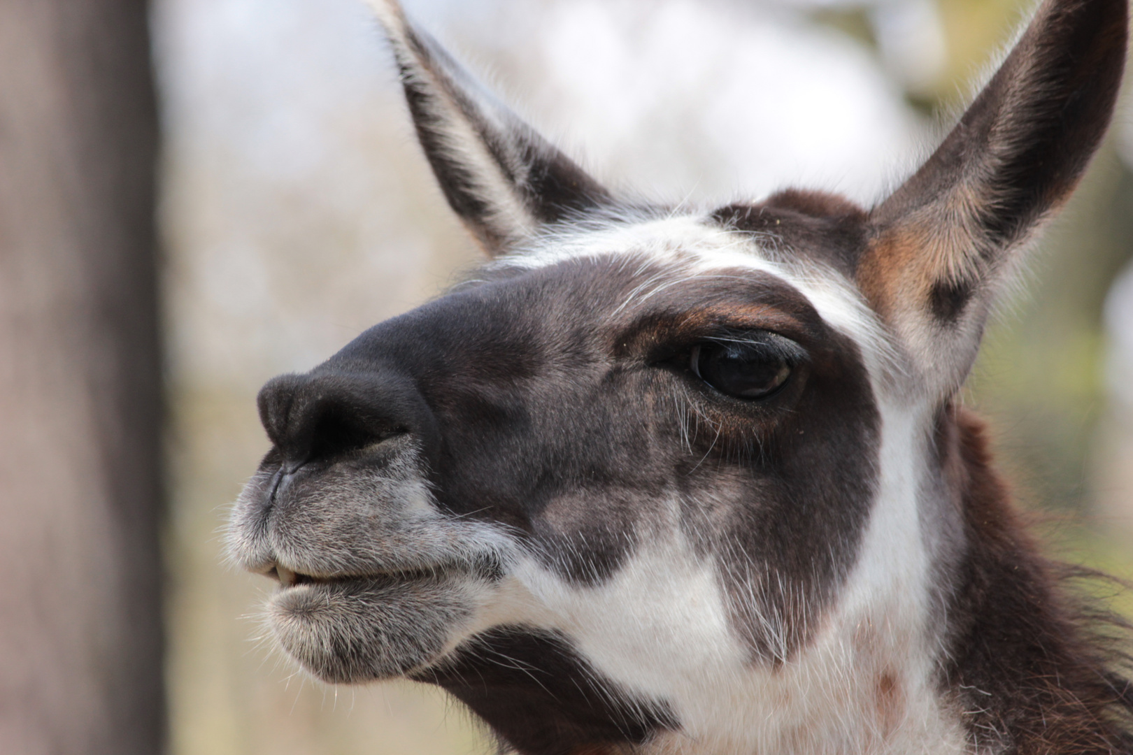 Ein Königreich für ein Lama