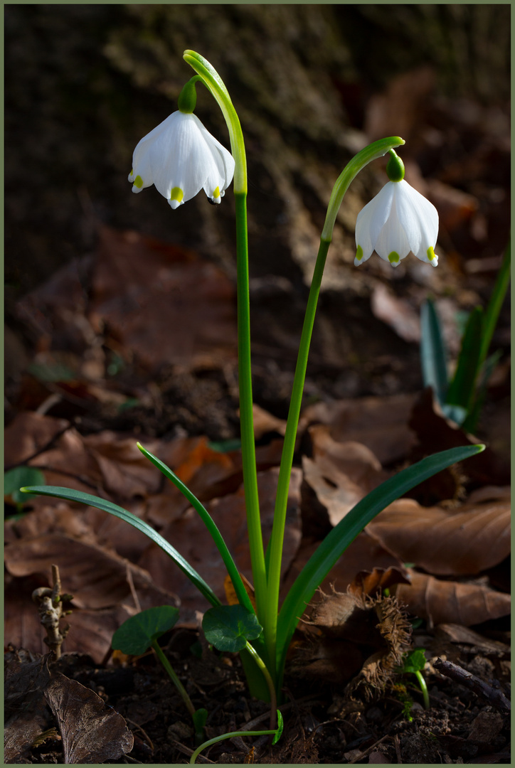 Ein Königspaar läutet den Frühling ein