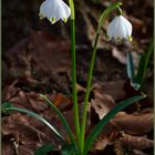 Ein Königspaar läutet den Frühling ein