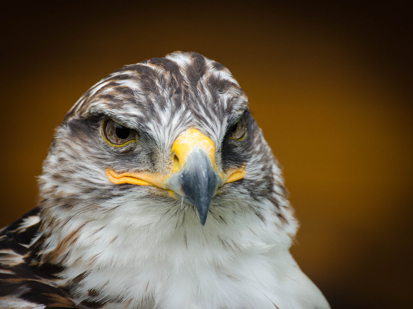 ein Königsrauhfussbussard