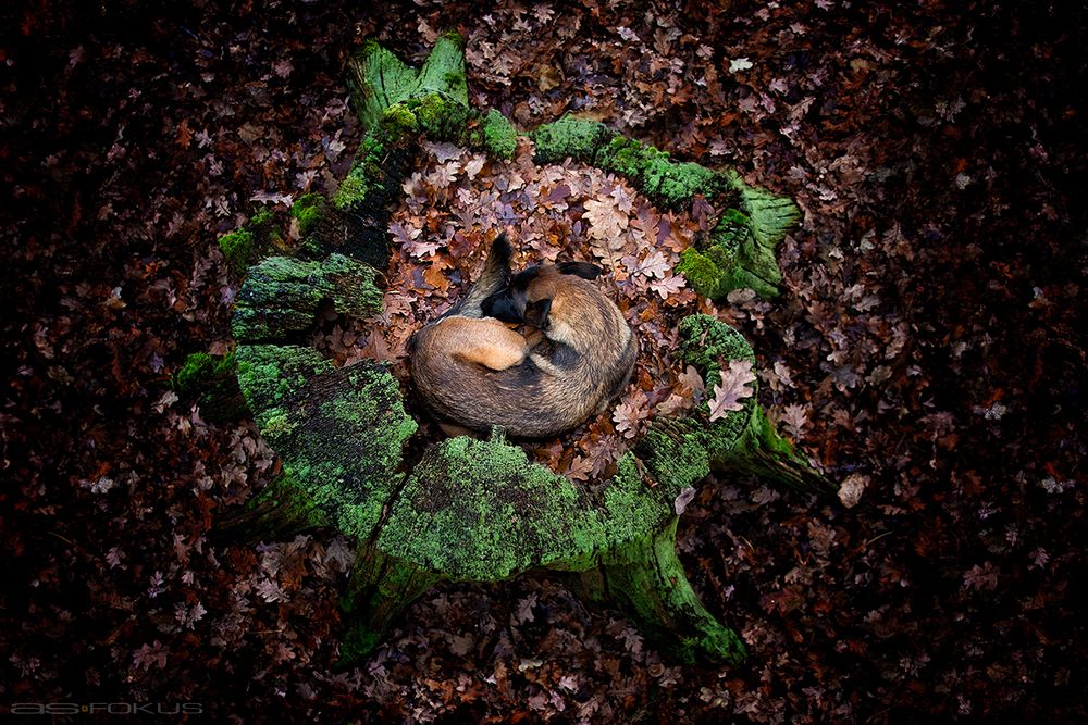 Ein Körbchen im Wald