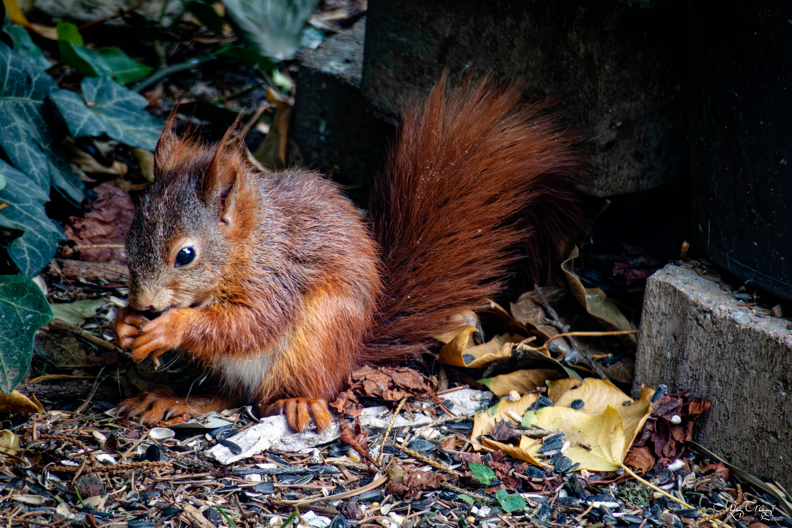 Ein Körnchen am Morgen... :)