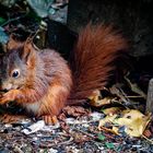 Ein Körnchen am Morgen... :)