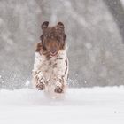 Ein köstlicher Aprilscherz. Soviel Schnee gabe es im ganzen Winter nicht!