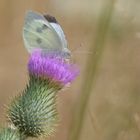 Ein Kohlweißling auf einer Distel.