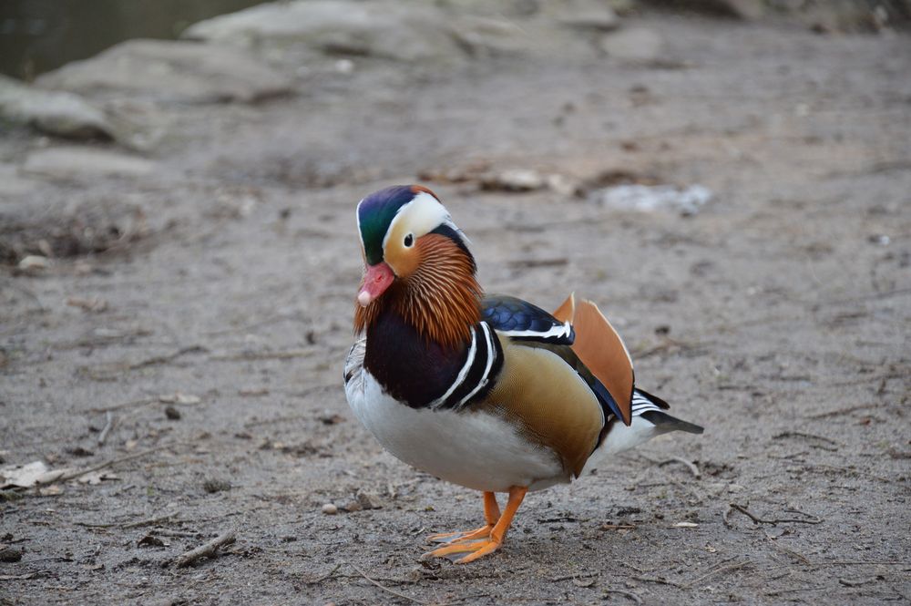 Ein kokettierender Mandarin-Erpel