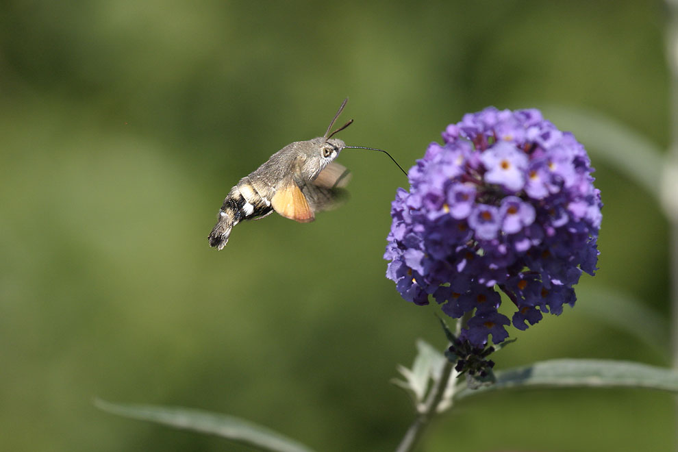 Ein Kolibri...