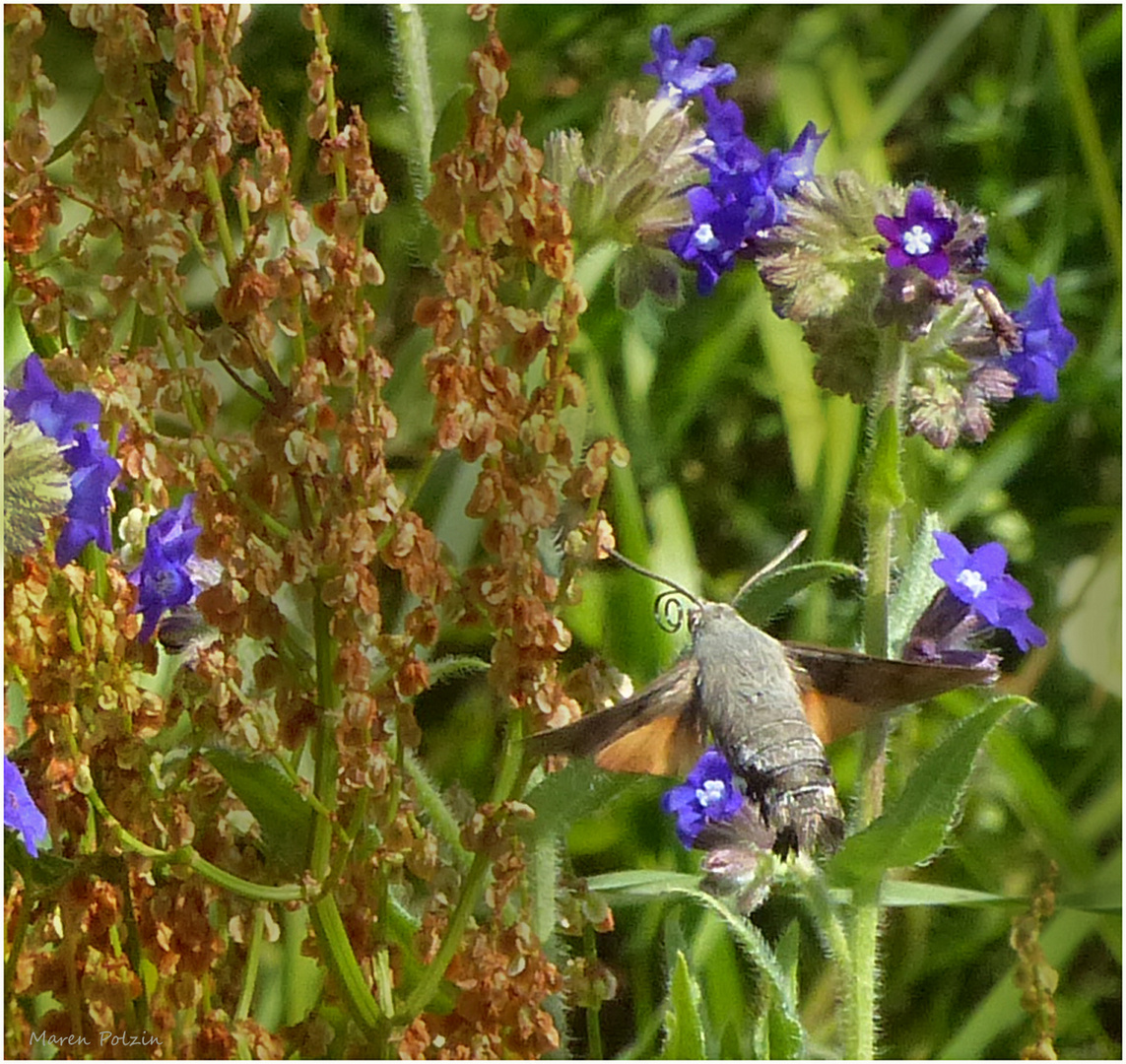 Ein 'Kolibri' auf Rügen 