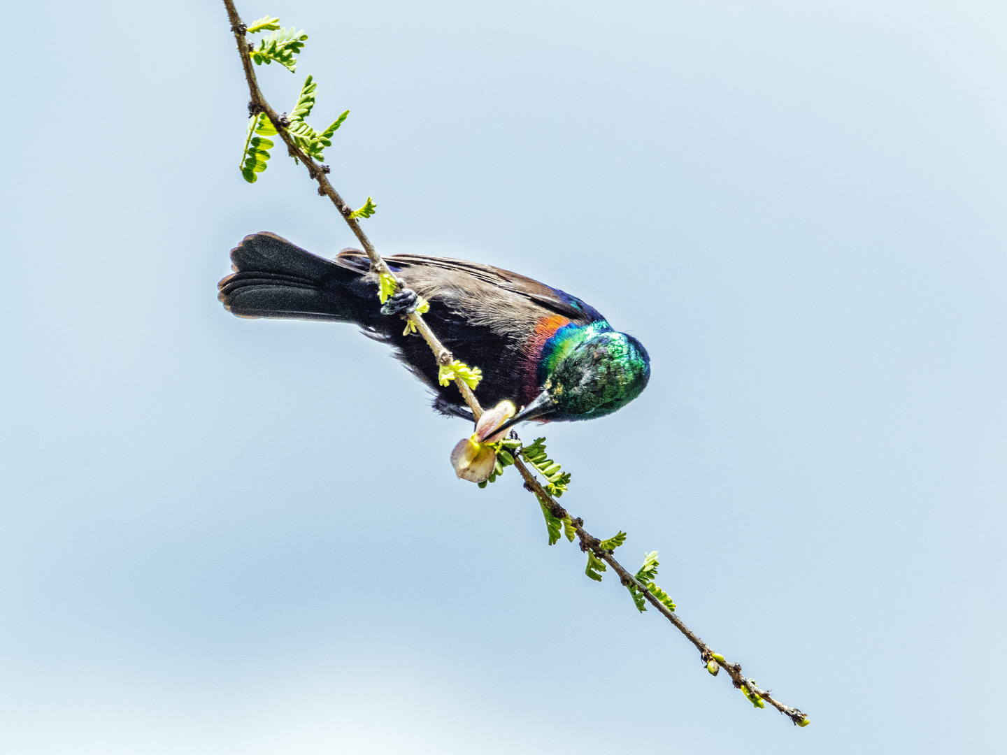 Ein Kolibri beim Aufsaugen von Nektar