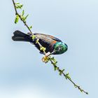 Ein Kolibri beim Aufsaugen von Nektar