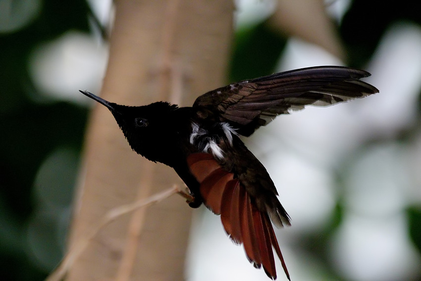 Ein Kolibri frisst 2