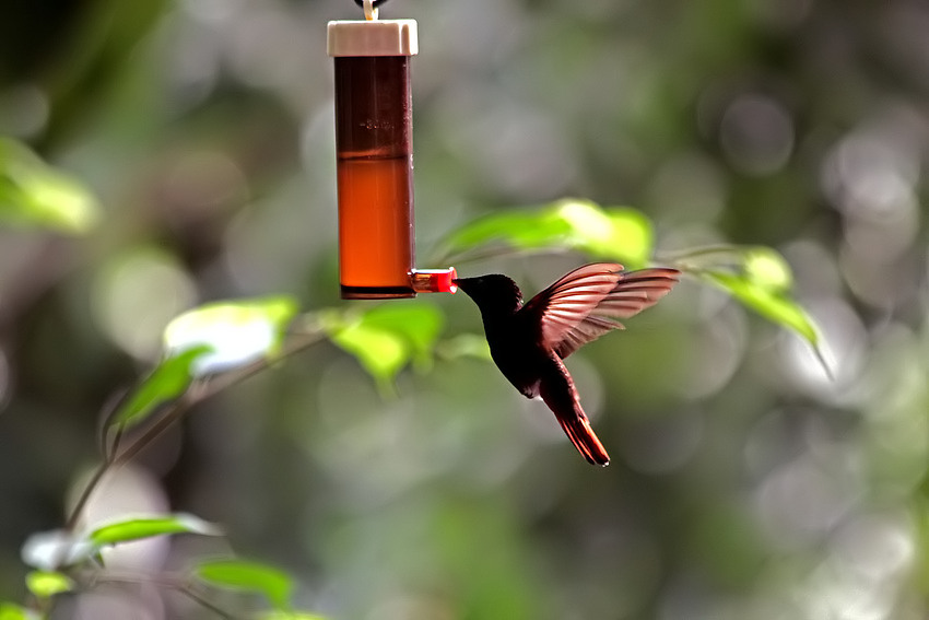 Ein Kolibri frisst 3