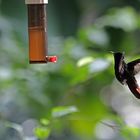 Ein Kolibri frisst 5