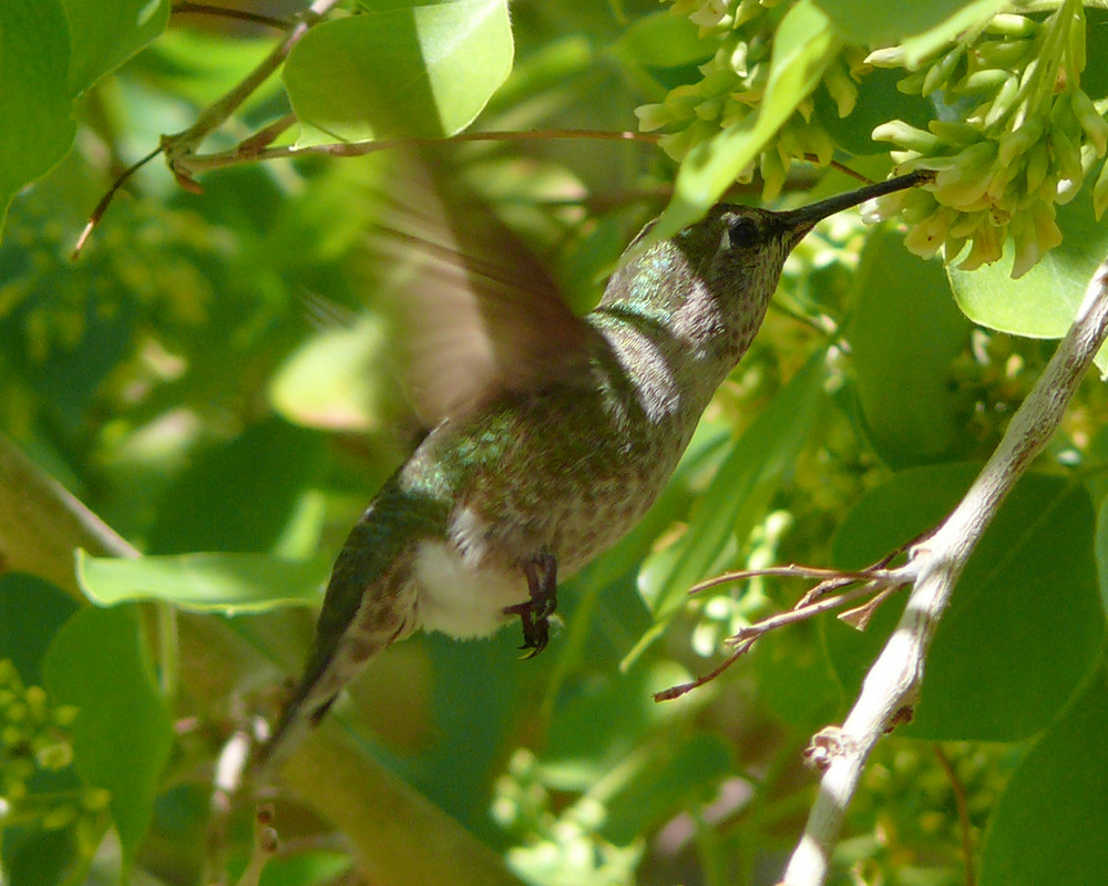 ein Kolibri in freier Wildbahn