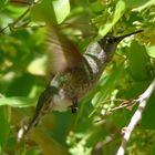 ein Kolibri in freier Wildbahn