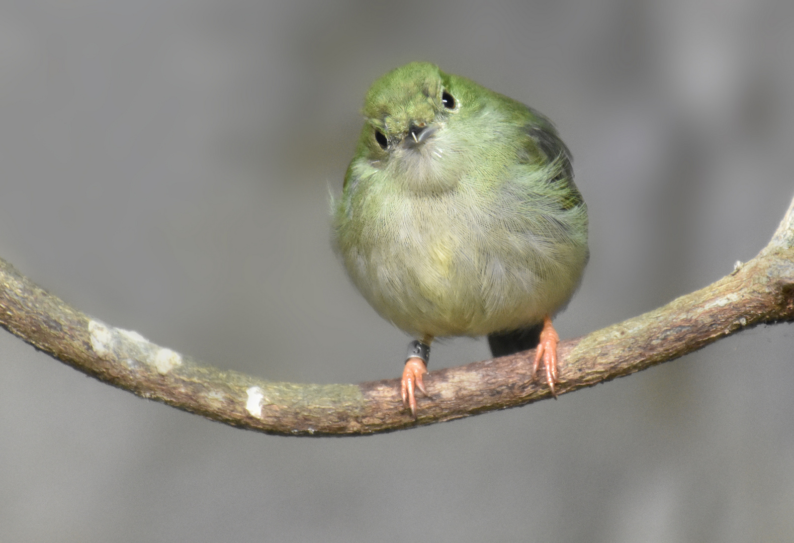 Ein Kolibri in grün....