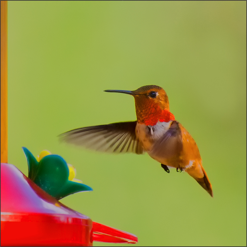 ein kolibri in Kanada