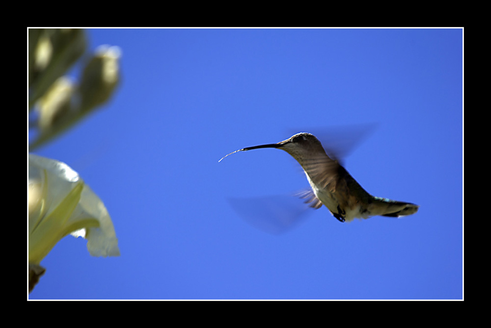 Ein Kolibri leckt sich die Zunge