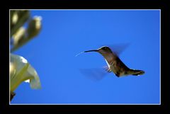 Ein Kolibri leckt sich die Zunge