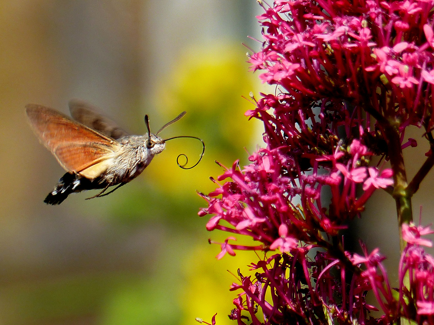 Ein Kolibri unter den Schmetterlingen