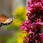 Ein Kolibri unter den Schmetterlingen