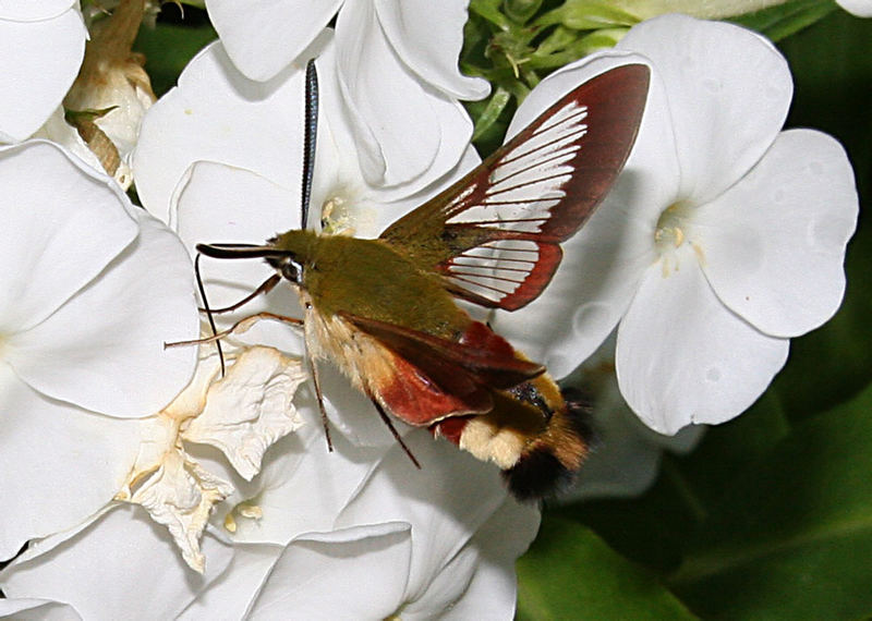 EIN KOLIBRI UNTER INSEKTEN DER HUMMELSCHWÄRMER