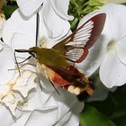 EIN KOLIBRI UNTER INSEKTEN DER HUMMELSCHWÄRMER