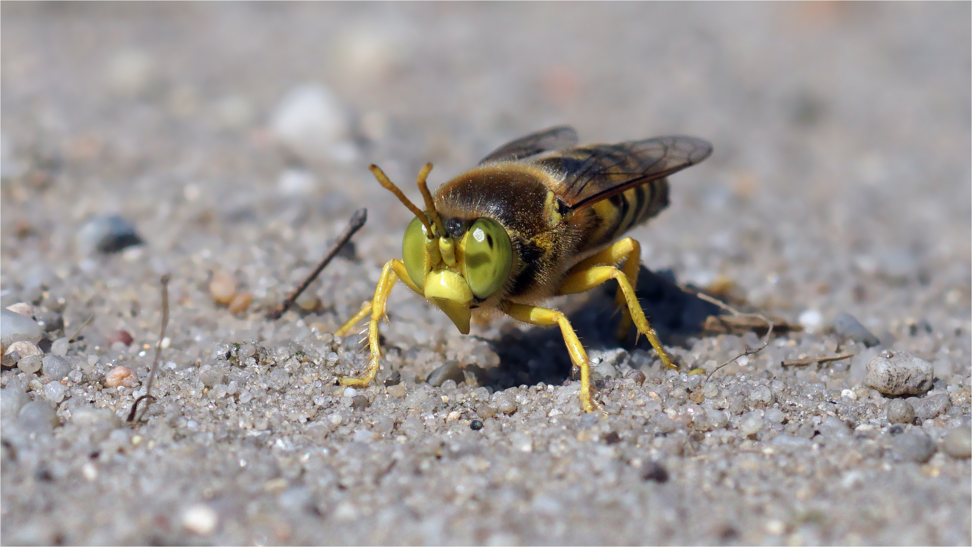 Ein "Kolonialherr"  Männchen von Bembix rostrata - Geschnäbelte Kreiselwespe