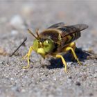 Ein "Kolonialherr"  Männchen von Bembix rostrata - Geschnäbelte Kreiselwespe