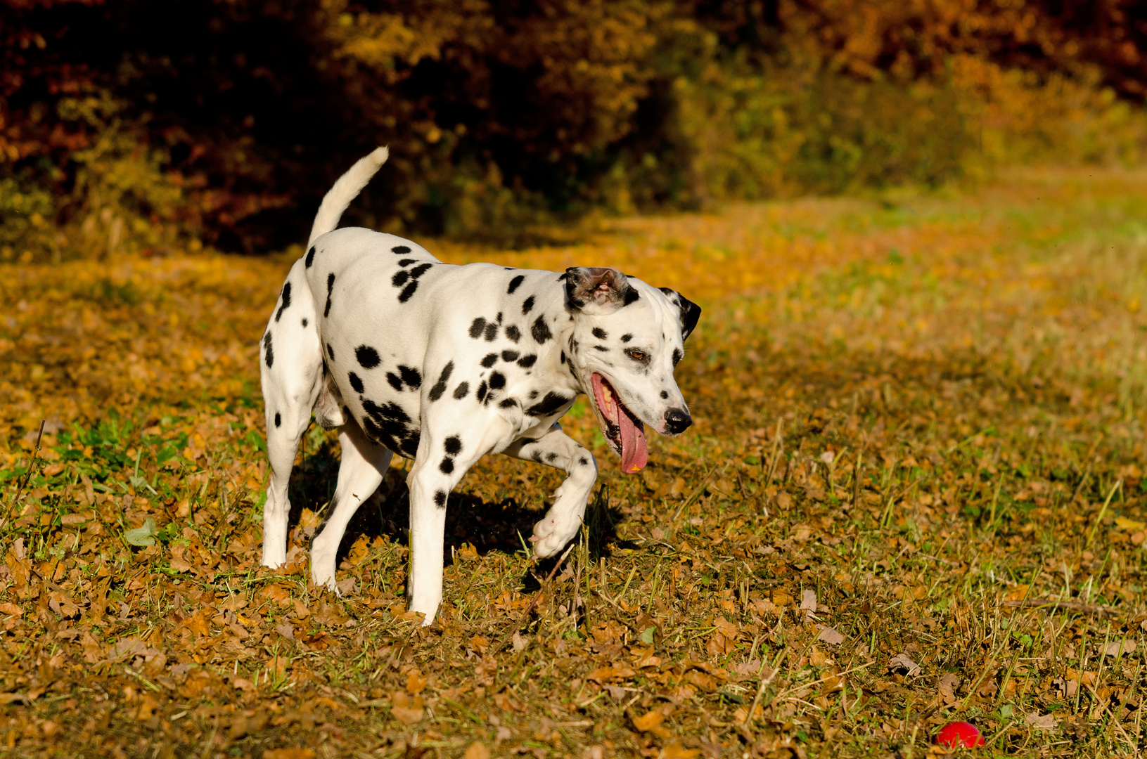 Ein "Komet" im Herbst