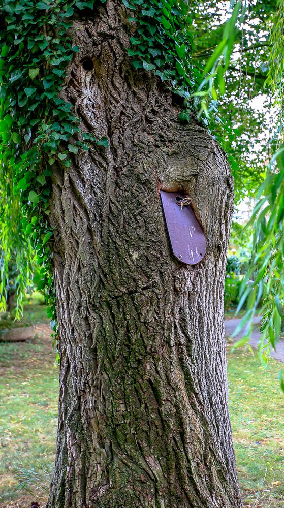 ein komischer (BAUM) - Geselle