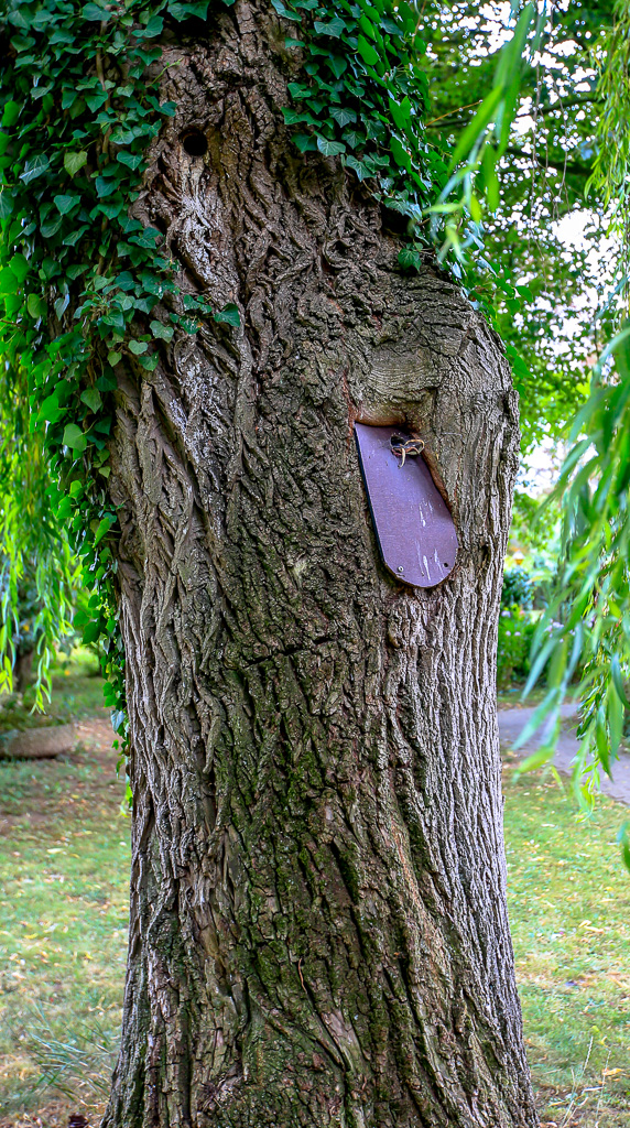 ein komischer (BAUM) - Geselle