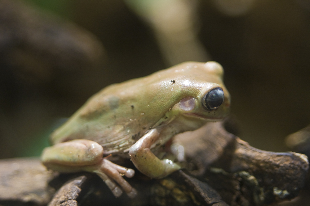 Ein komischer Frosch