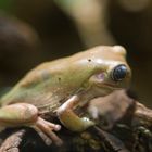 Ein komischer Frosch