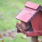 Ein komischer Vogel