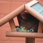 Ein komischer Vogel