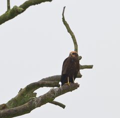 Ein komischer Vogel..