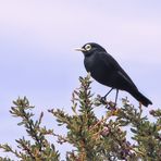 EIN KOMISCHER VOGEL