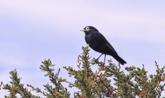 EIN KOMISCHER VOGEL